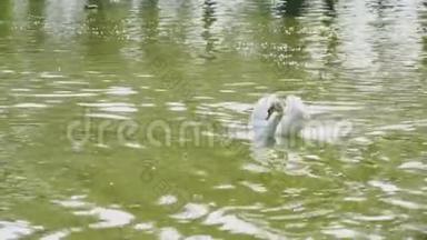 优雅的白天鹅浮在池塘里